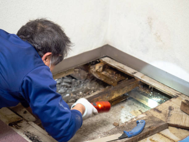 Professional Mold Remediation in Park Forest, IL