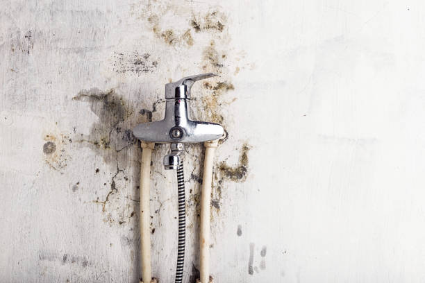Best Bathroom Mold Remediation in Park Forest, IL