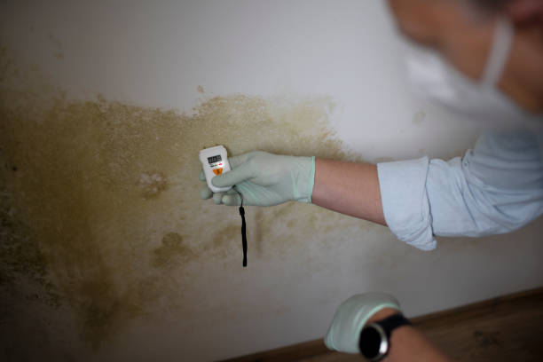Best Mold Testing and Inspection Services in Park Forest, IL