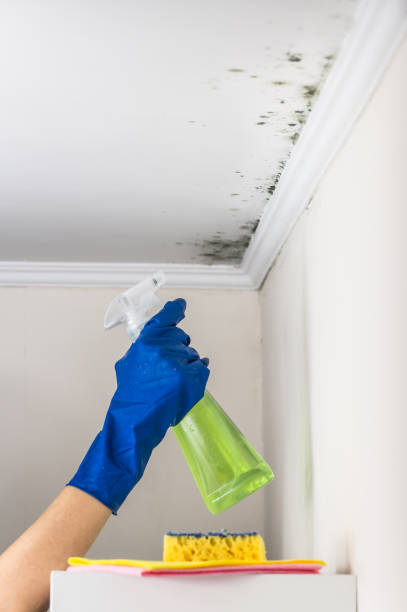 Best Attic Mold Remediation in Park Forest, IL