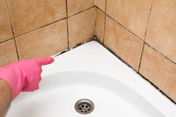 Best HVAC Mold Remediation in Park Forest, IL