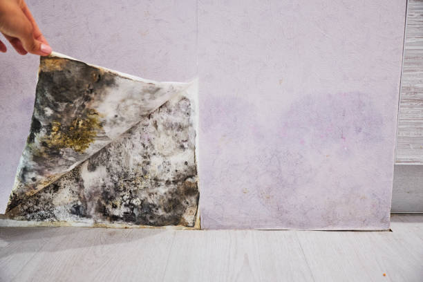 Best DIY Mold Remediation Support Services in Park Forest, IL